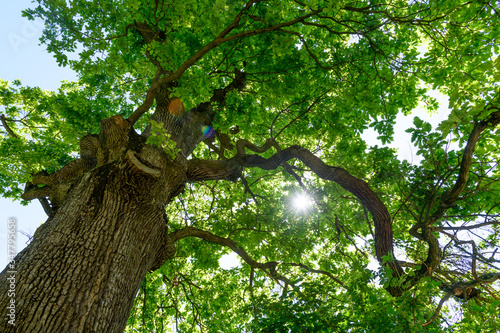 giant english oak, 