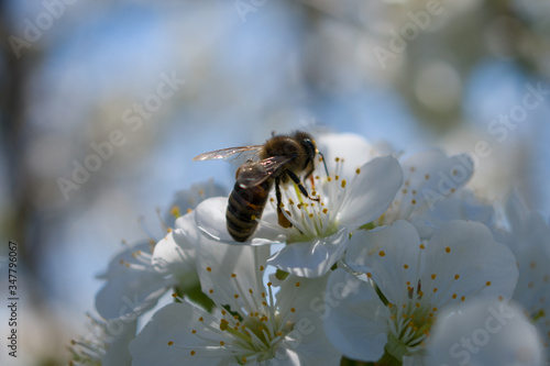 A bee pollinates flowers in the spring.