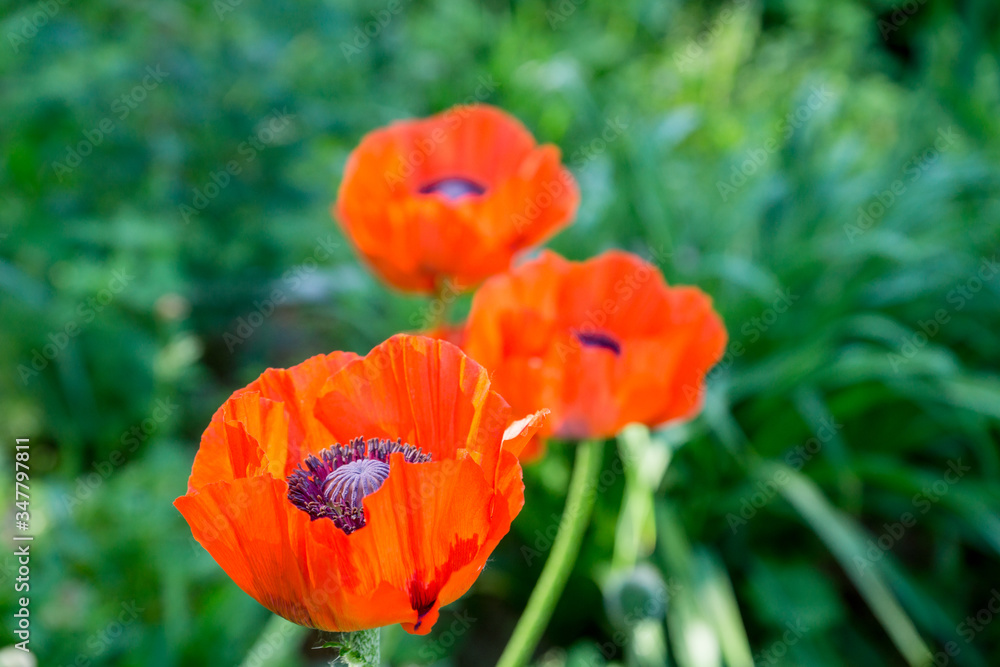 Red poppies in the garden. Selective focus. Red poppies in the garden. Selective focus.