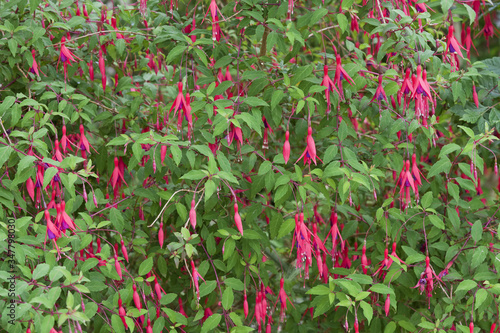 Fotografija Arbuste Fuchsias de Magellan