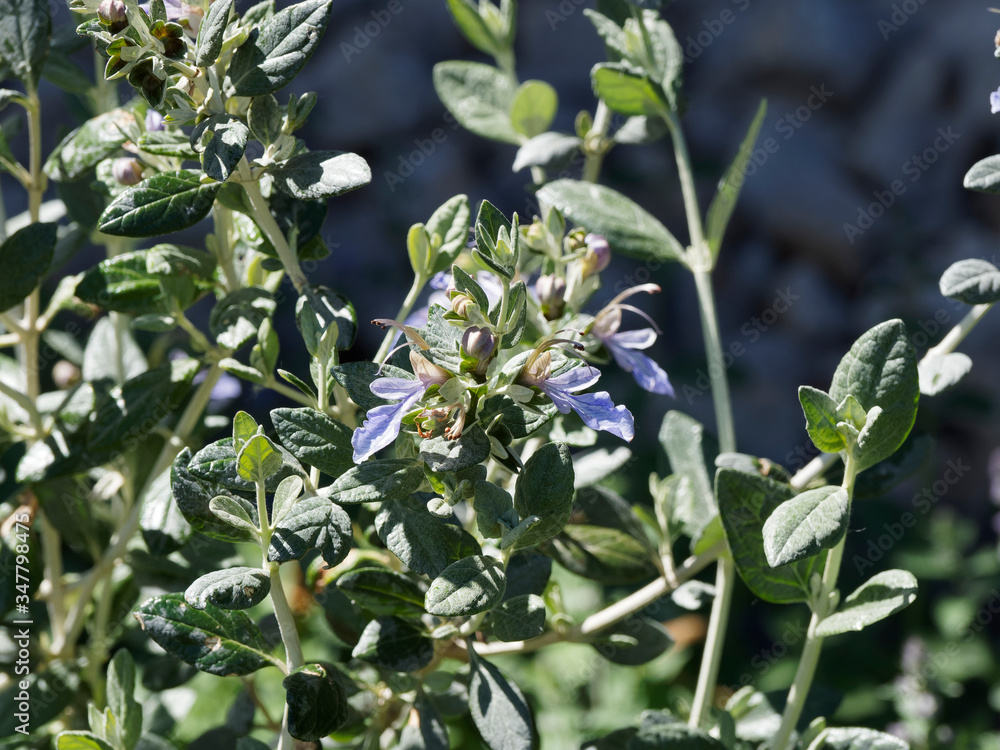 Strauchige Gamander (Teucrium fruticans) mit blau oder lila gefärbt glockenförmig blumen unter lanzettlich laubblätter, weiß oder rötlich filzig behaart Unterseite, glänzend Oberseite