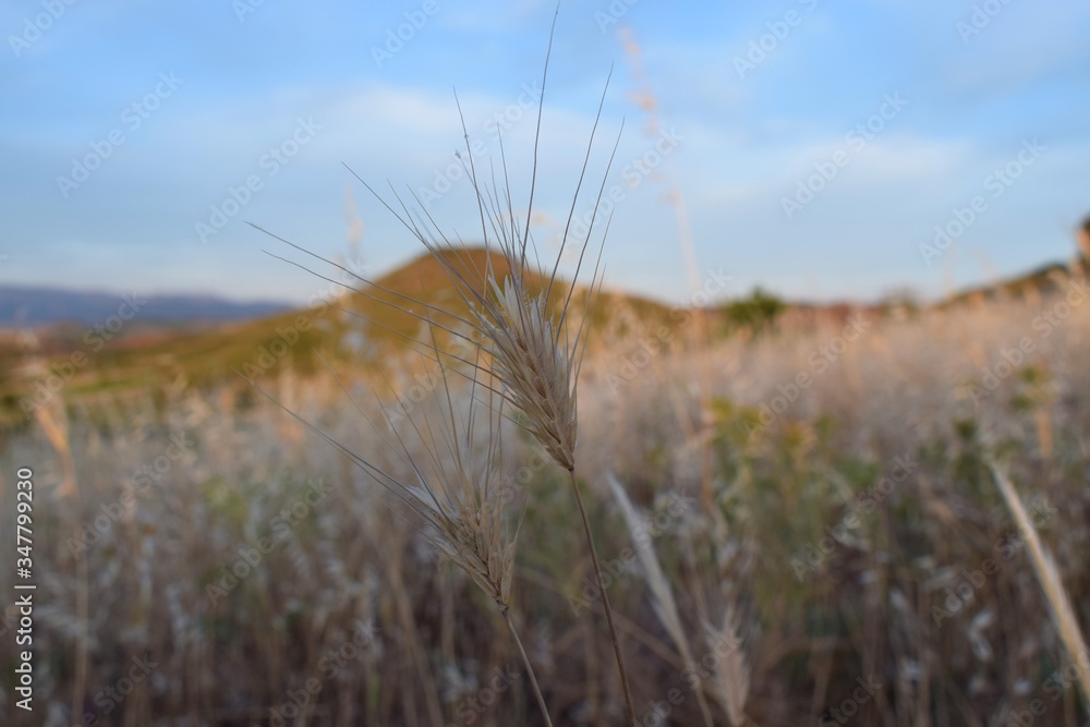 Fototapeta premium Dasypyrum villosum on the mountain in sardinia
