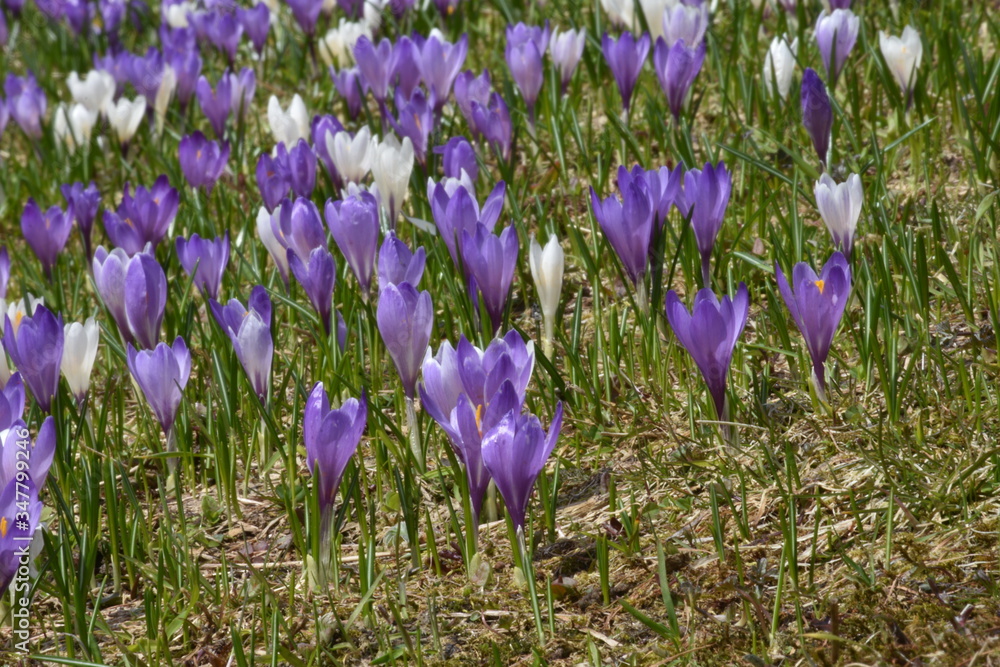 Foto de Matreier Tauernhaus, Felbertauern, Blume, Blumen, Krokus