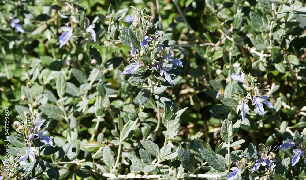 Strauchige Gamander (Teucrium fruticans) mit blau oder lila gefärbt glockenförmig blumen unter lanzettlich laubblätter, weiß oder rötlich filzig behaart Unterseite, glänzend Oberseite Strauchige Gamander (Teucrium fruticans) mit blau oder lila gefärbt glockenförmig blumen unter lanzettlich laubblätter, weiß oder rötlich filzig behaart Unterseite, glänzend Oberseite