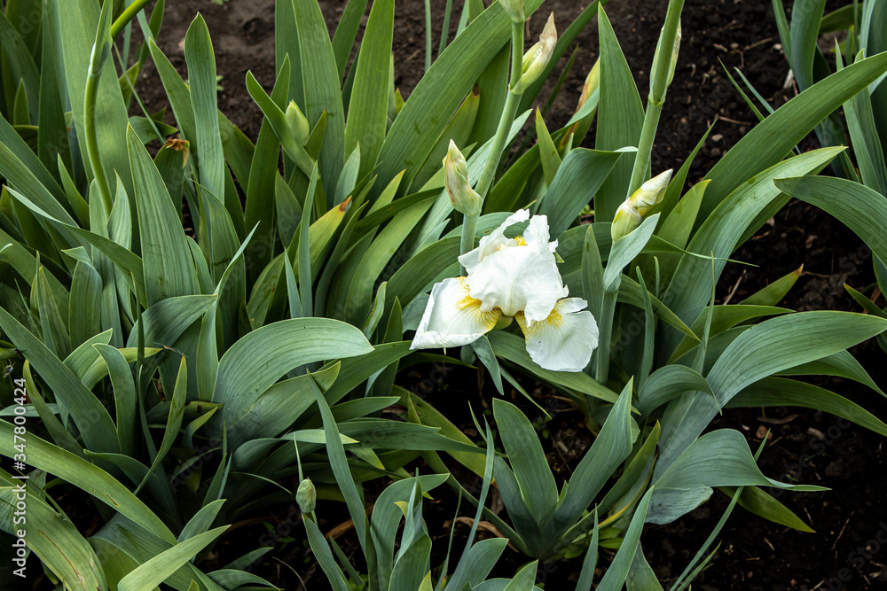 Fototapeta premium White cockerel iris flowers in high leaves. Colorful spring landscape