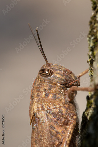 Close-up - Migratory Locust on a soft background
