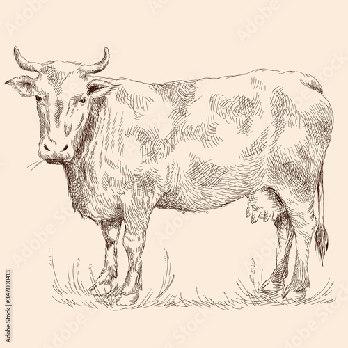 A cow stand on the grass in a pasture. Pencil sketch drawing isolated on a beige background.