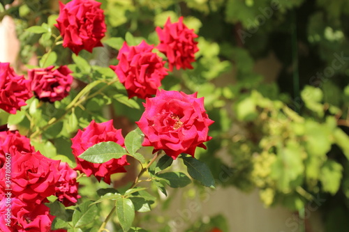 red rose bush