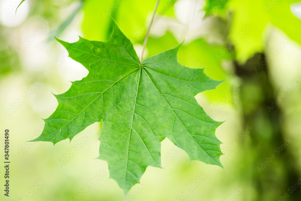Fresh spring green close up maple leaf on a blurred garden background. Fresh spring green close up maple leaf on a blurred garden background.