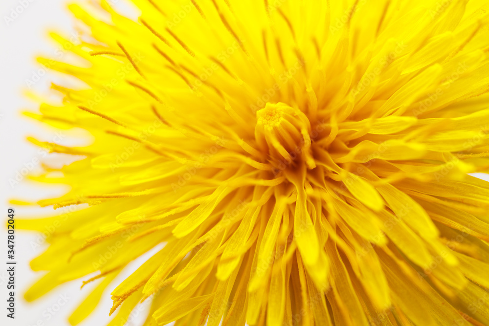Dandelion flower head. Macro photo. Dandelion flower head. Macro photo.