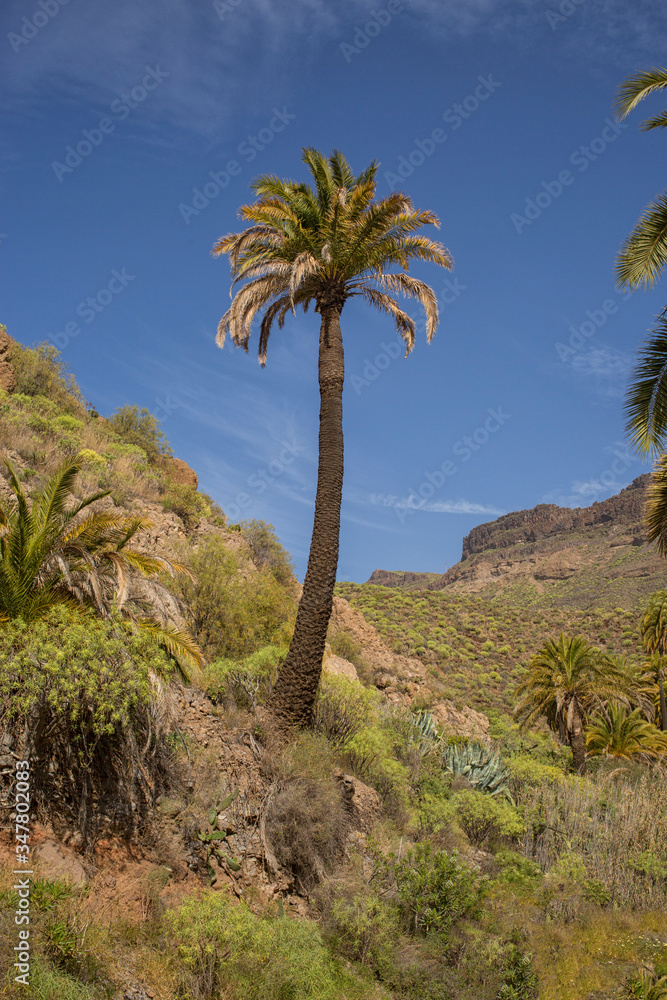 Palm tree  on island