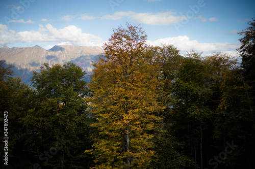 Beautiful autumn forest and mountains in Sochi Rosa Khutor.