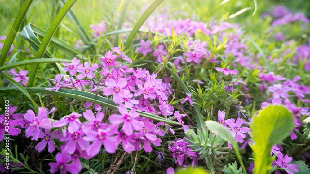 a phlox subulata close up a phlox subulata close up