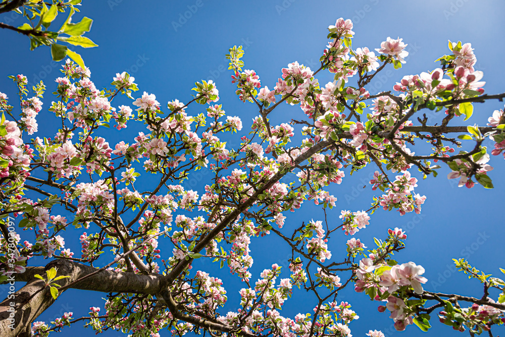 Closeup of blooming flowers on trees in Poland Closeup of blooming flowers on trees in Poland