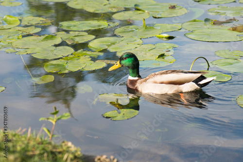 Mallard duck swimming in a pond in the springtime