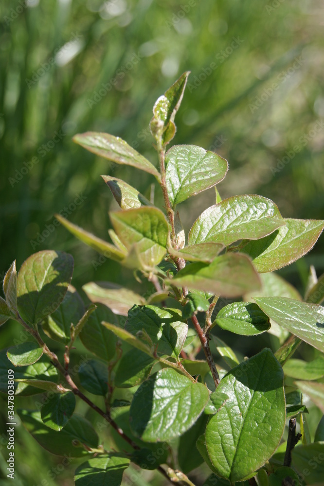 yellow leaves of a tree