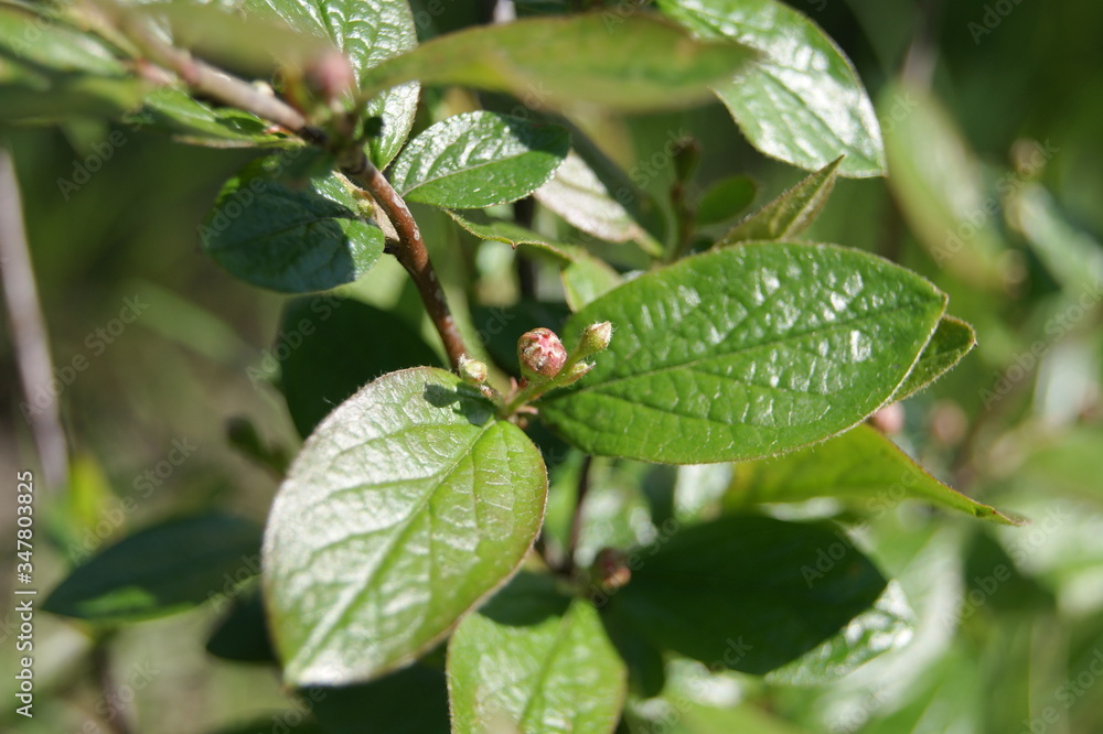 yellow leaves of a tree
