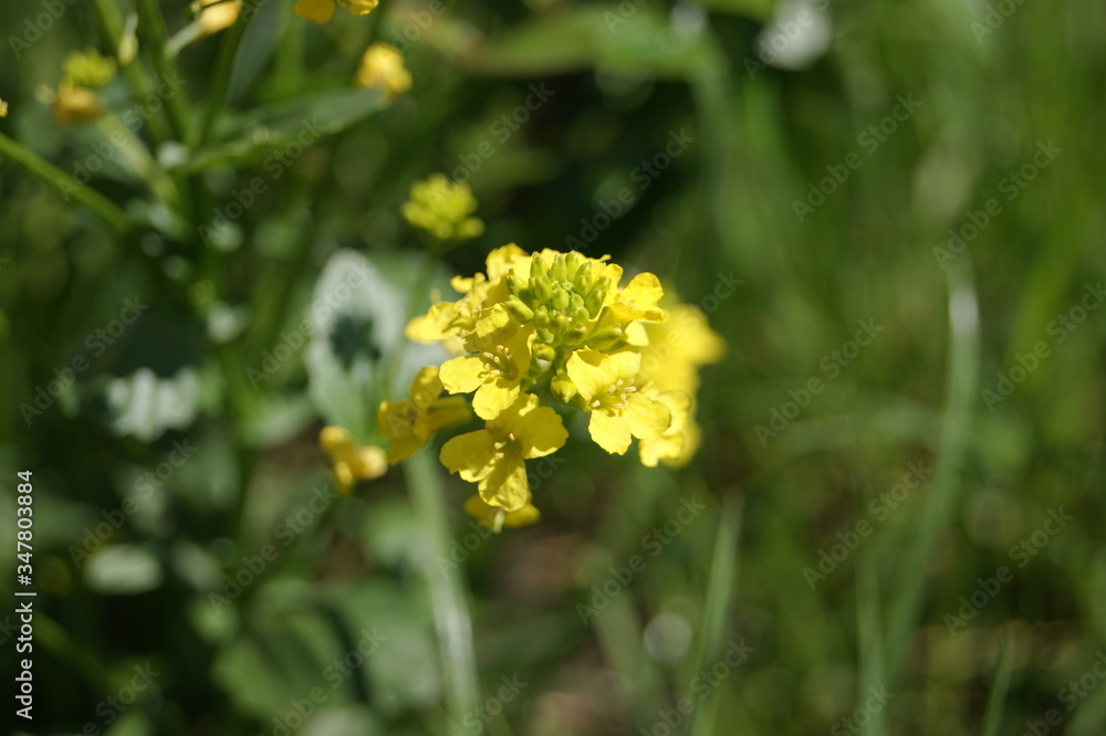 yellow flowers on green background