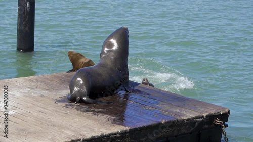 Seals fighting on a San Francisco jetty. United States