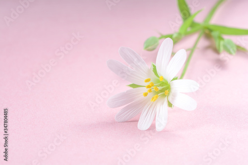 Fototapeta Naklejka Na Ścianę i Meble -  Beautiful white flower Stellaria holostea on a pink background