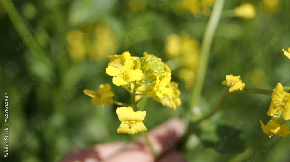 yellow flowers in the garden