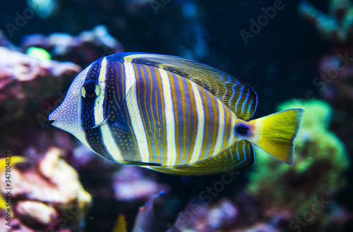 Exotic Striped Fish In Natural Surroundings.
