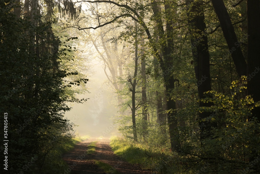 Country road through misty spring forest during sunrise