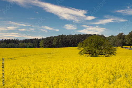 Yellow Flowering Rape Fields In Germany