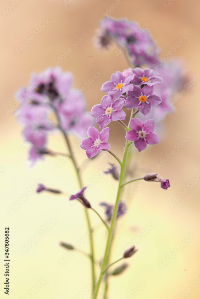 Fototapeta premium Niezapominajki