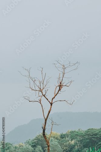 lonely tree on the field