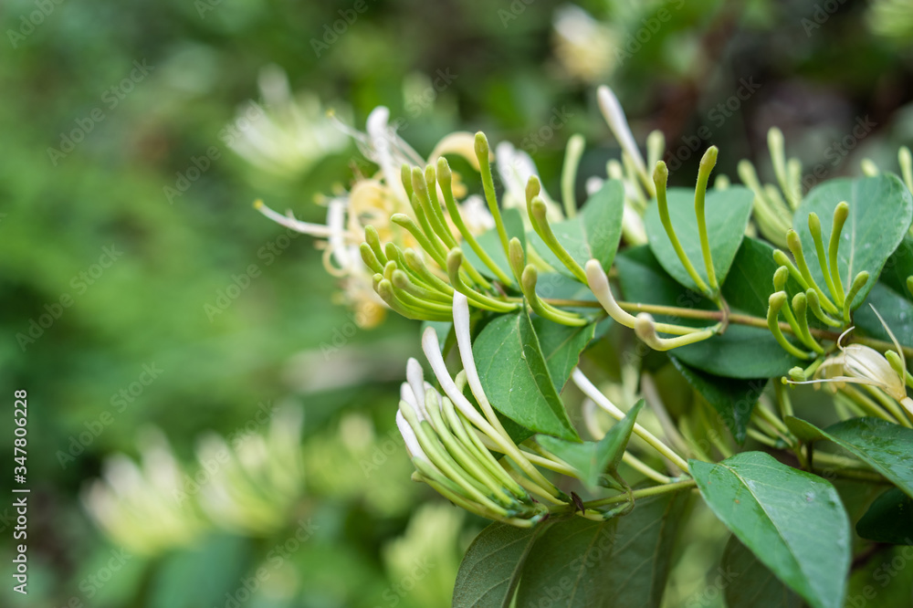 Wild Chinese herbal medicine honeysuckle in the forest Wild Chinese herbal medicine honeysuckle in the forest