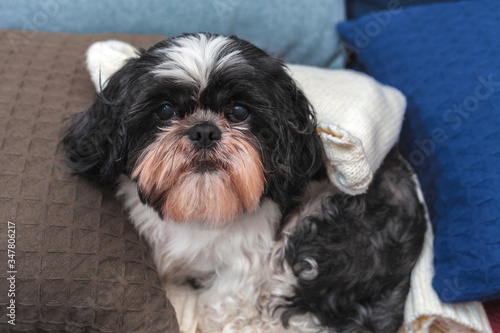 Funny cute dog is sitting at home on the couch. Shih-tzu breed, after the groomer. pet