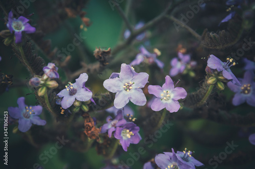 Little purple flowers in a moody ambiance