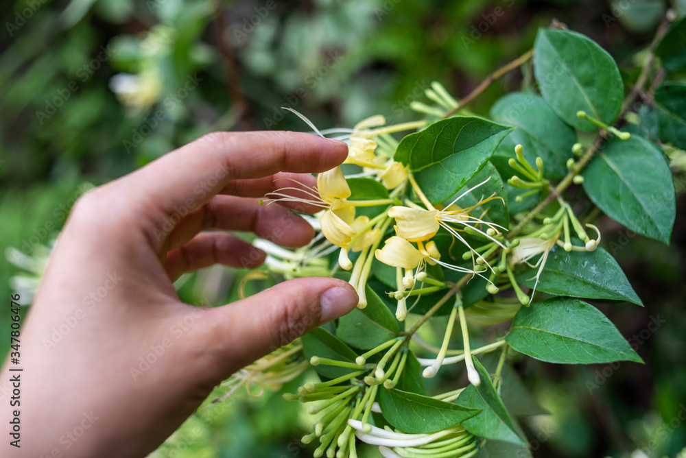 Picking wild honeysuckle in the forest Picking wild honeysuckle in the forest