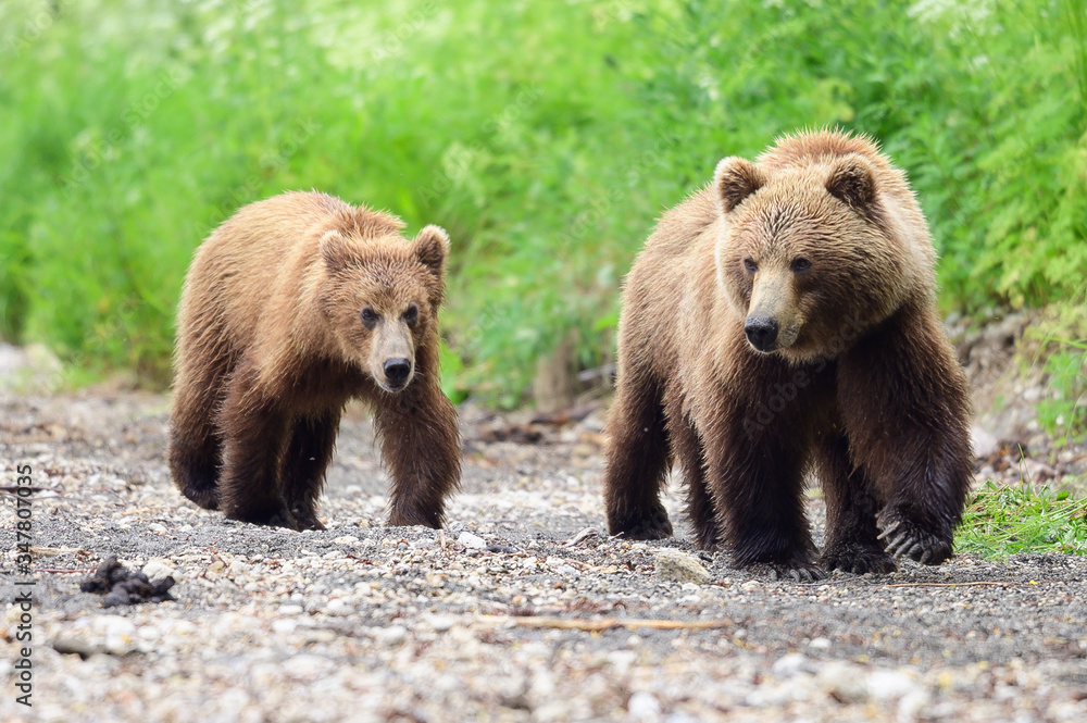 Ruling the landscape, brown bears of Kamchatka (Ursus arctos beringianus)