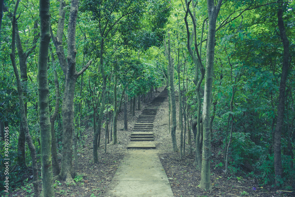 Fototapeta premium Jungle Road
