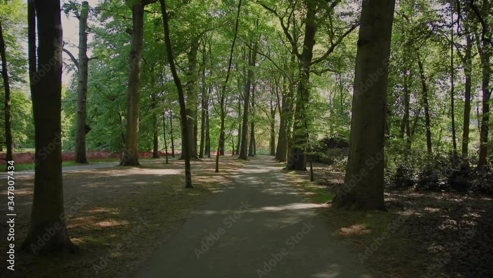 walk the alley between the trees in the park walk the alley between the trees in the park