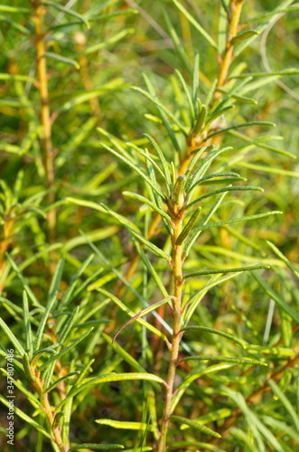 Bagulnik marsh (lat. Ledum palustre) in the forest photo