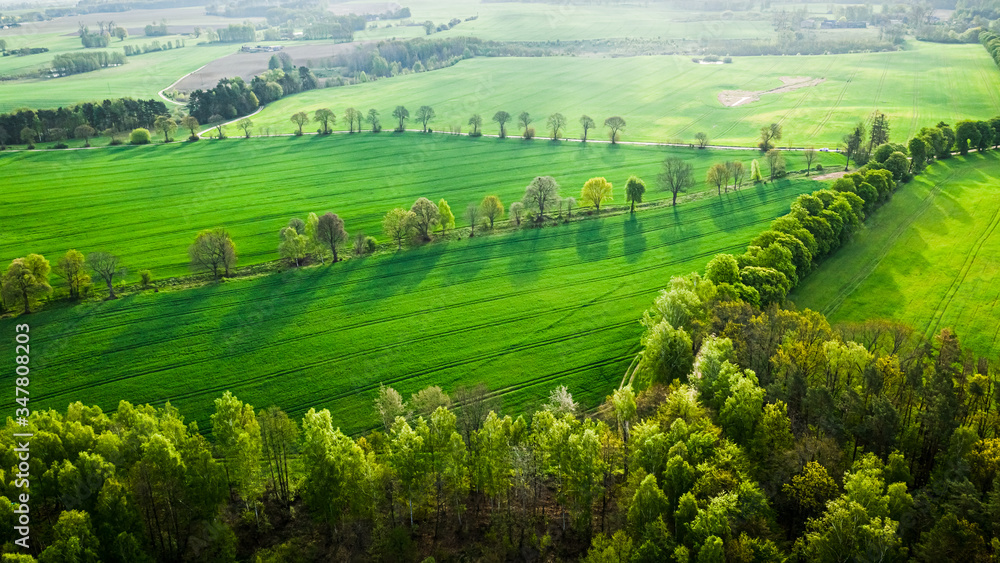 Aerial view of green field and trees at sunrise