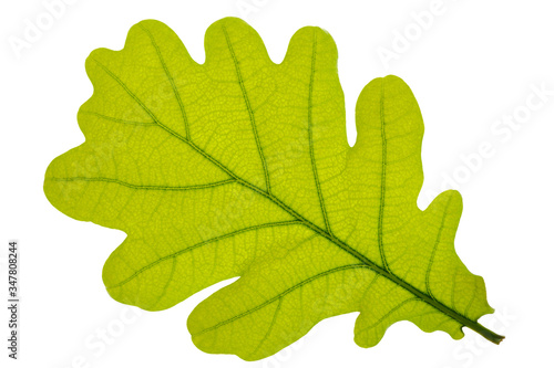 single leaf of oak tree isolated over white background