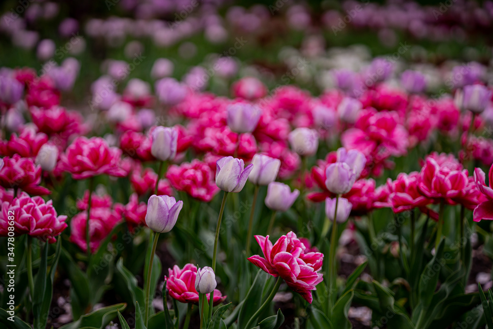 tulip on a tulip field tulip on a tulip field