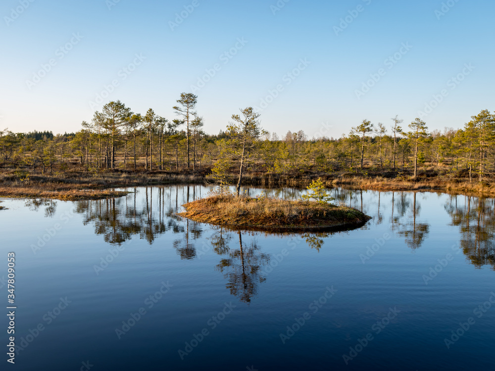 Obraz premium Nice landscape with evening and sunset over the bog lake, crystal clear lake and peat island in the lake and bog vegetation, bog pine in the background.