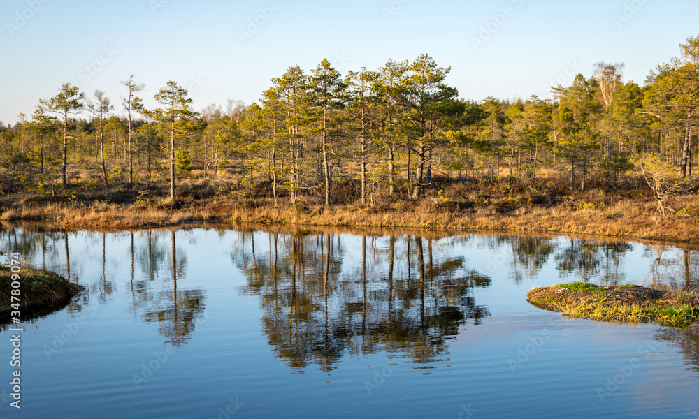 Colorful evening and sunset over the bog lake, crystal clear lake and bog in the evening, reflections on the water. Pine in the background.