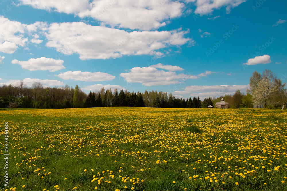 Pleasant sunny summer countryside landscape: blue sky, green grass and forest trees, white clouds and yellow dandelion flowers on a meadow. A happy idyllic scenery view background. Warm weather