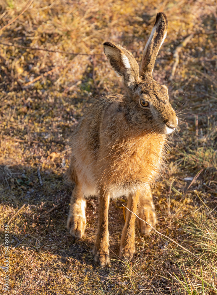 Brown Hare / European Hare Brown Hare / European Hare