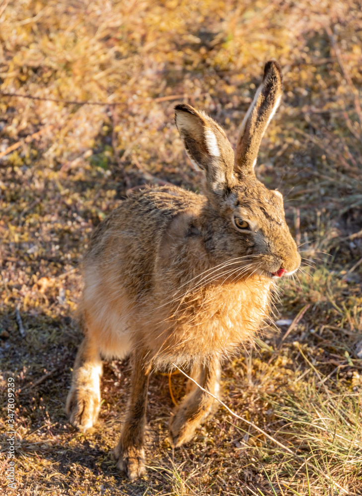 Fototapeta premium Brown Hare / European Hare