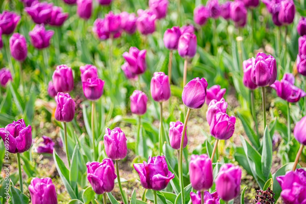 tulip on a tulip field