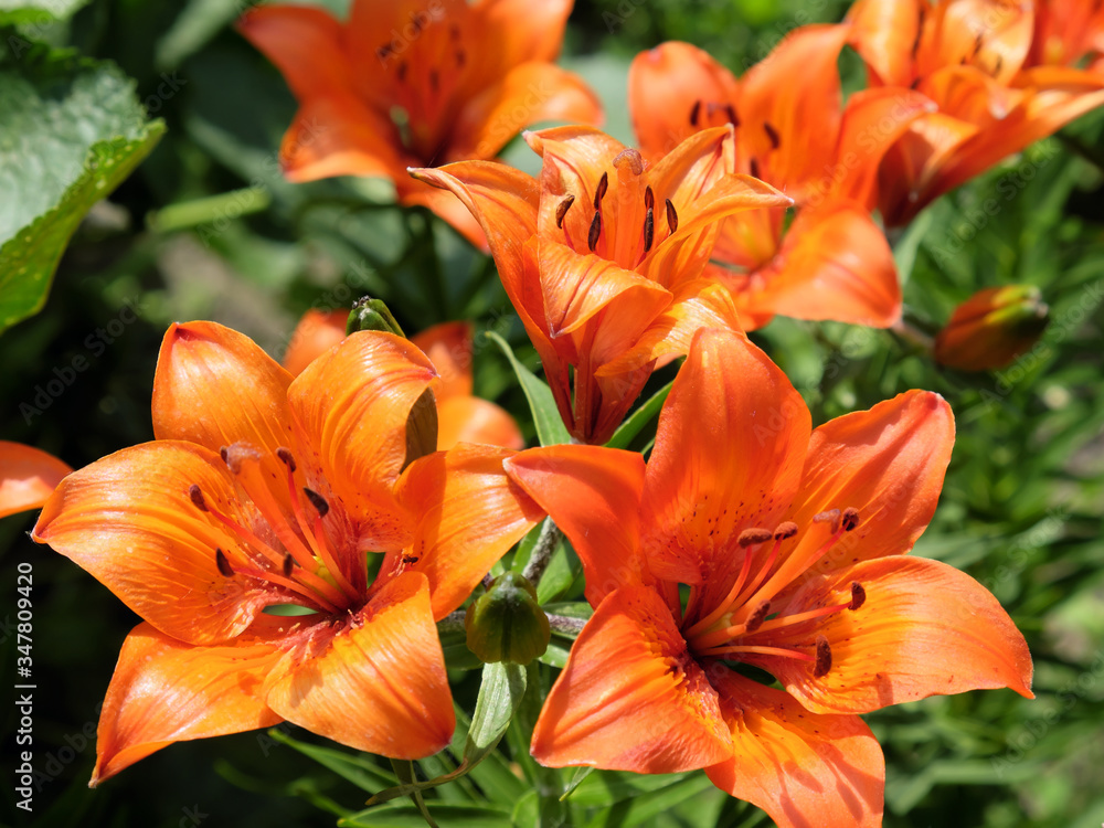 Brightly orange lily flowers. Beautiful flowers with orange petals. Brightly orange lily flowers. Beautiful flowers with orange petals.