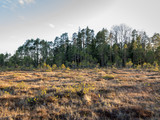 wild swamp image with bog vegetation, background image
