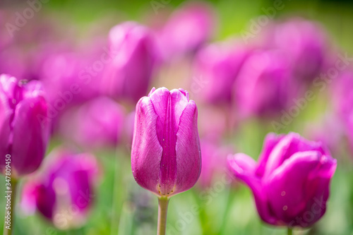 tulip on a tulip field